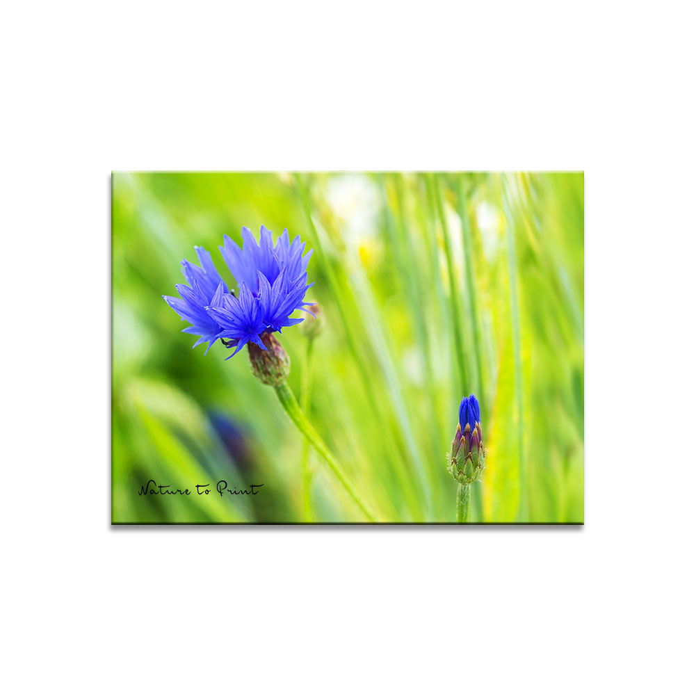Blumenbild auf Leinwand  Königsdisziplin in Kornblumenblau