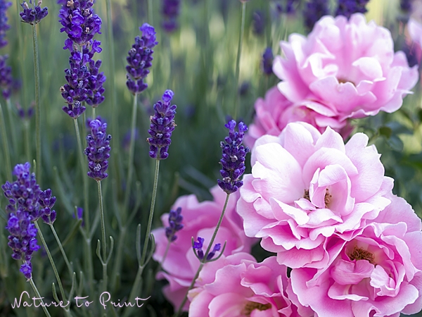 Rose Sommerwind an Lavendel