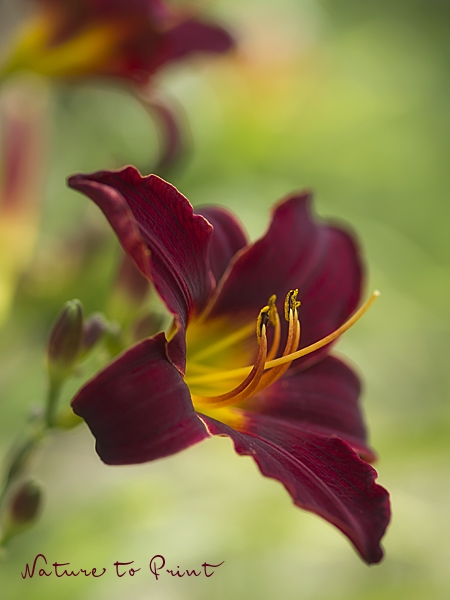Blumenbild kleine Taglilie Tan