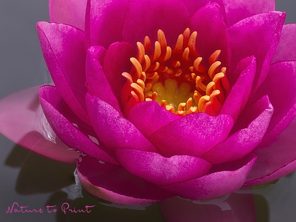 Blumenbild Mini-Seerose in Pink, Makro, Close Up