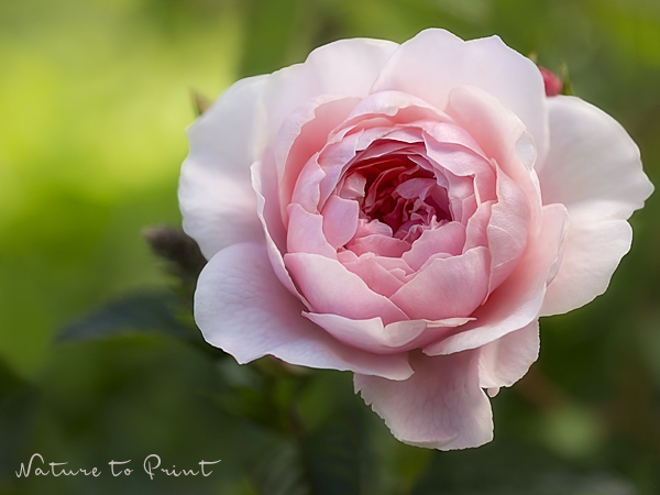 Rose Whisley2008, Romantisches Rosenbild Rose vor Minze