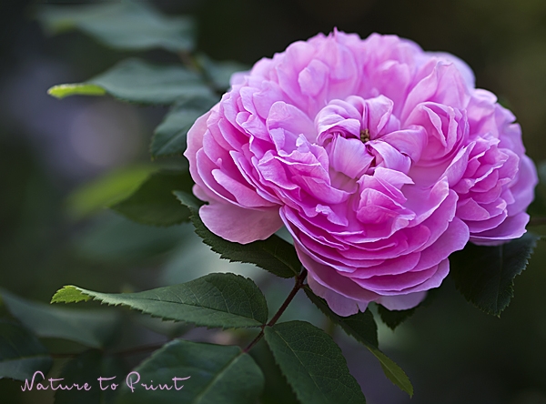 Rosenbild Persische Duftrose Rose de Resht