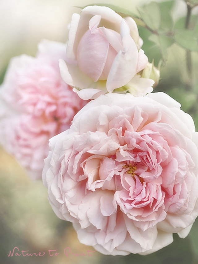 Englische Rose Eglantyne Rosy Romance | Rosenbild Rosy Romance mit Rose Eglantyne