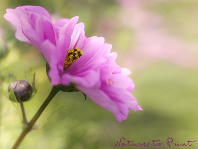 Blumenbild Schmuckkörbchen Rosa Cosmos-Blüte im Garten