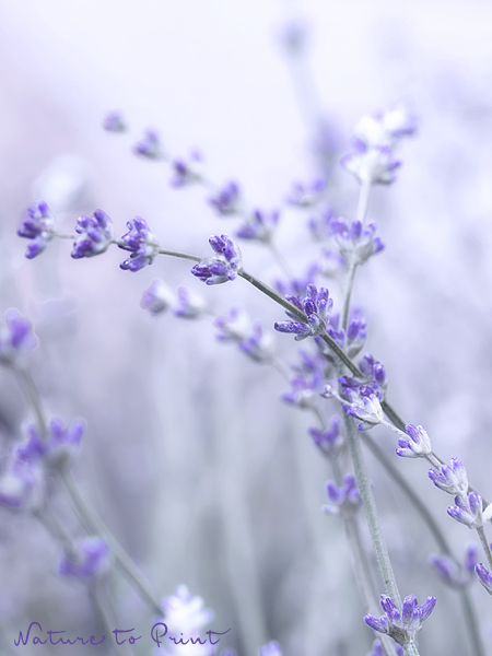Blumenbild Multitalent blauer Lavendel