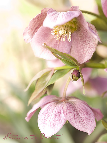 Romantisches Blumenbild rosa Lenzrosen