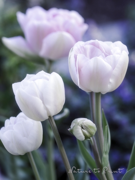 Tulpe Angelique im romantischen Frühlingsbeet