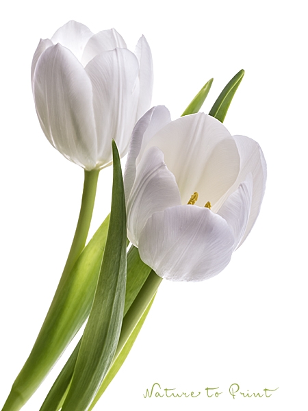 Blumenbild Weiße Tulpen, freigestellt auf Weiß, Close Up