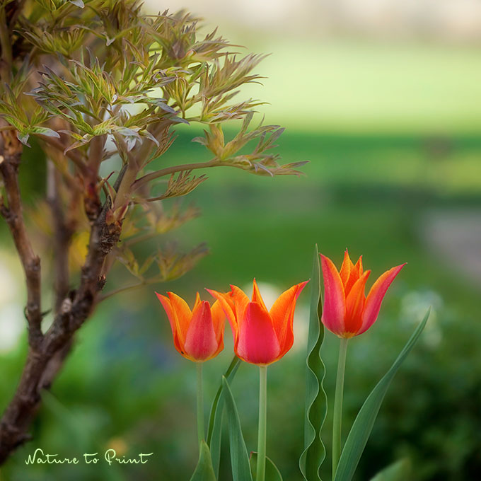 Tulpen neben Strauchpfingstrose
