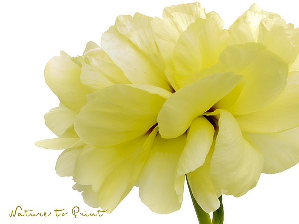 Strauchpäonie richtig pflanzen und pflegen | Blumenbild Duftige Blüte, gelbe Baumpfingstrose, freigestellt auf Weiß