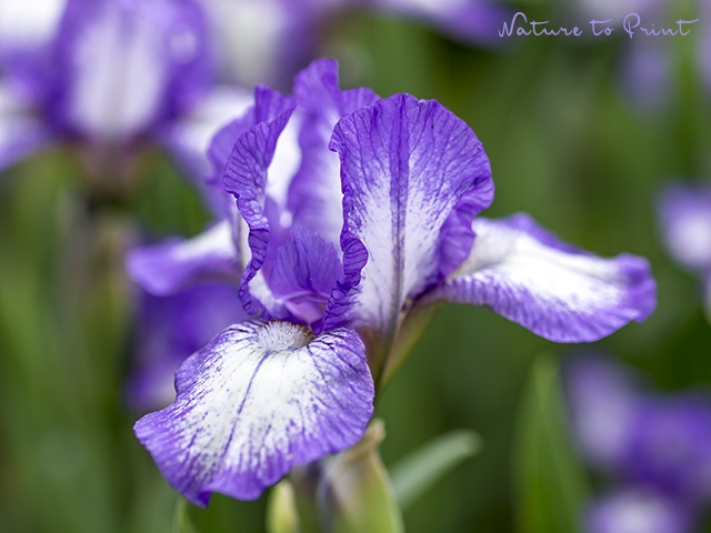 Kleine Bart-Iris im Frühlingsgarten
