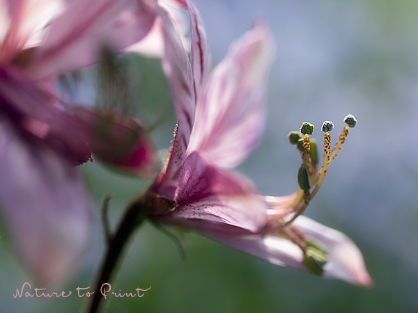 Glückspflanze Oxalis, Shamrock

Oxalis, Roter Dreiecksklee, ist die In-Pflanze auf Pinterest und Instagram. Warum? Weil sie umwerfend schick aussieht, insbesondere im Gegenlicht. Ihre Blätter spielen mit dem Licht und sind immer in Bewegung. Dazu ist sie extrem pflegeleicht, vermehrungsfreudig und ausgepflanzt - und mit etwas Glück - sogar winterfest.

Alles über Vermehrung und Besonderheiten:
https://www.blumenbilder.org/roter-dreiecksklee-oxalis-triangularis/

#oxalis #shamrock #luckoftheirish #zimmerpflanzen #topfpflanze #urbanjungle #pflanzenliebe