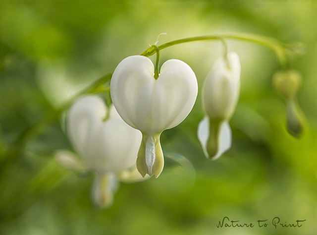 Das Weiße Tränende Herz, ein Blumenbild für Romantiker.