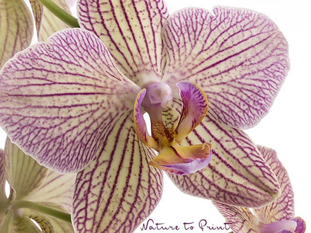 Die Aldisierung der Orchideen