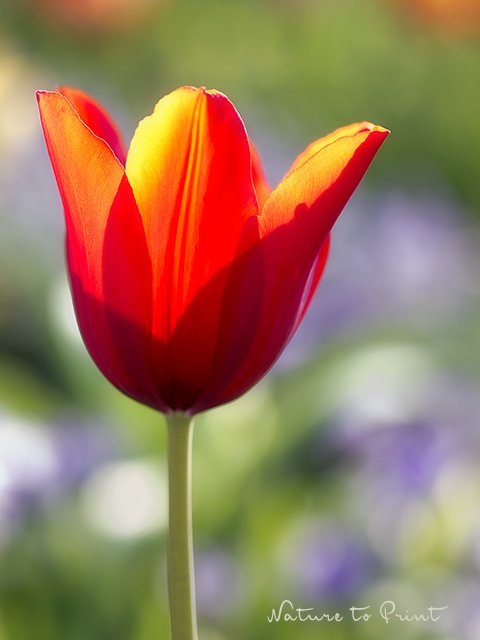 Rote Tulpen wie Lampions | Rote Tulpe im Gegenlicht