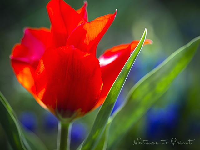 Tulpenbild Rote Tulpe, wie gemalt
