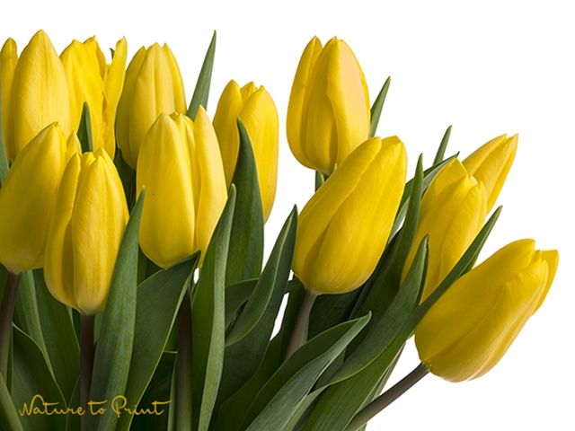Blumenbild Gelbe Tulpen, freigestellt auf Weiß