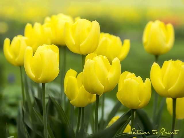 Color Blocking im gelben Tulpen