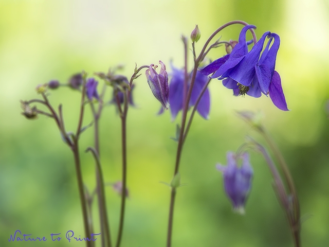 Blumenbild blaue Akelei im Garten