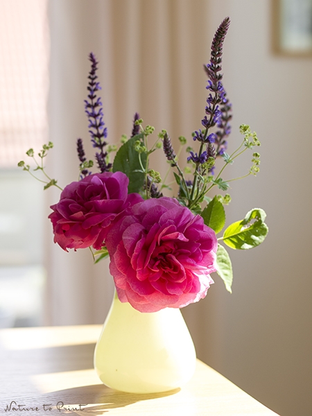 Rose Gertrude Jekyll macht sich auch sehr gut in einer Vase zusammen mit Steppensalbei und Frauenmantel