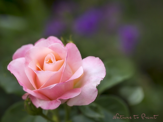 Erinnerung an Mamas letzte Rose | Rosenbild Teerose Isabelle Autissier