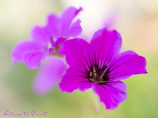 Blumenbild Geranium | Blutstorchschnabel | Pink Storchschnabel