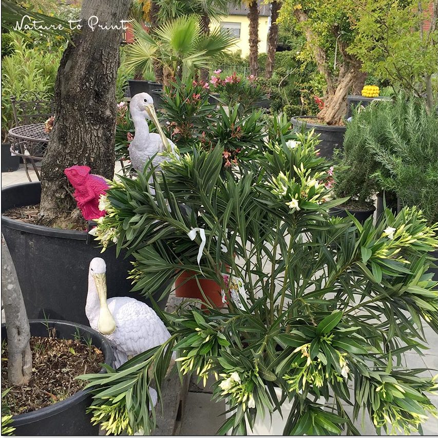 Gelber Oleander, eine selten gesehene Besonderheit Gelber Oleander, eine selten gesehene Besonderheit