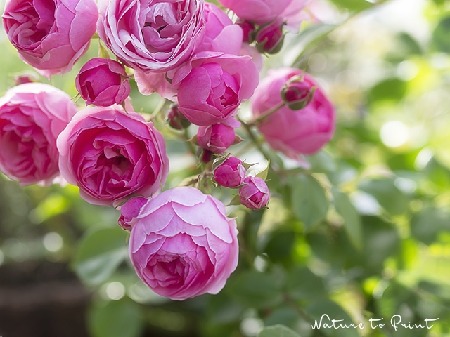 Märchenrose Pomponella – die Rose der Madame Pompadour?