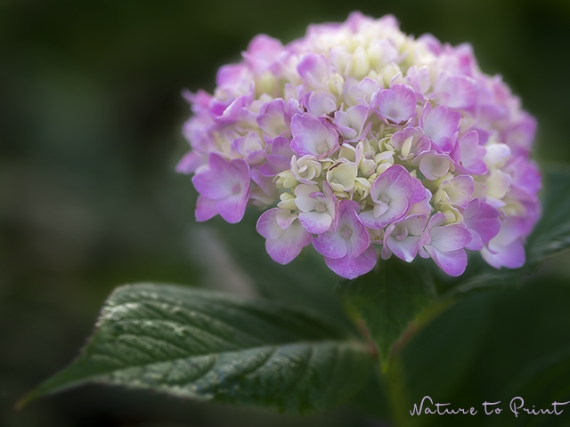 Standort für Hortensien finden | Blumenbild rosa Hortensie