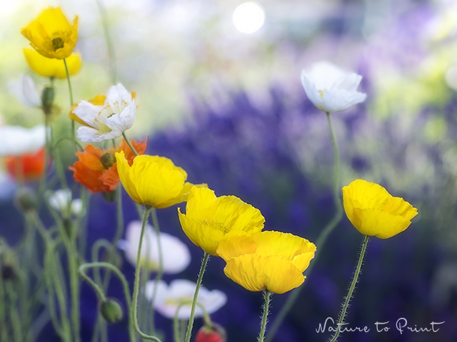 Blumenbild Bunter Islandmohn vor Lavendelblau