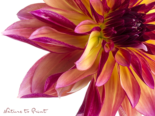Königin des Herbstes |Blumenbild Geflammte Dahlie mit Feuerwerksblüten