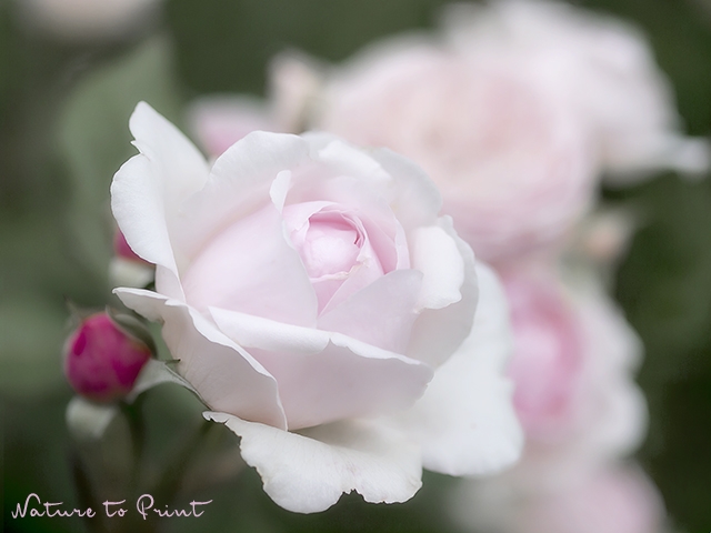 Romantisches Blumenbild Rose Geoff Hamilton
