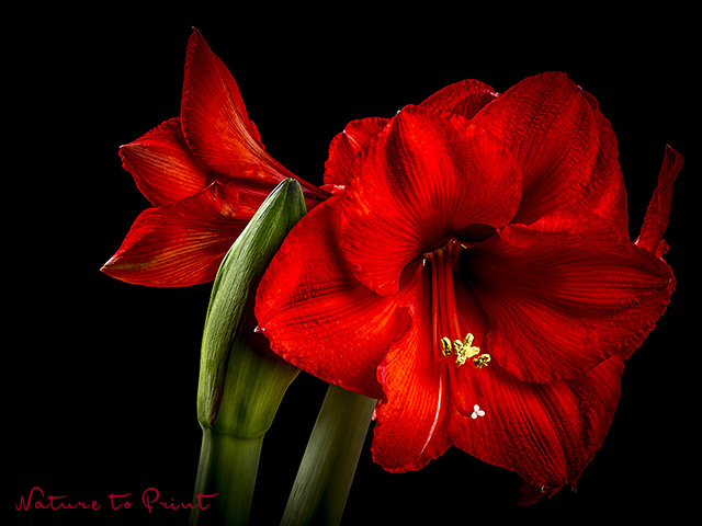Blumenfotografie Rote Amaryllis, freigestellt vor Schwarzr