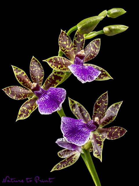 Blumenbild Duftorchidee