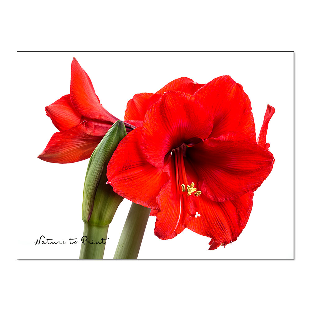 Blumenfotografie Rote Amaryllis, freigestellt auf Weiß