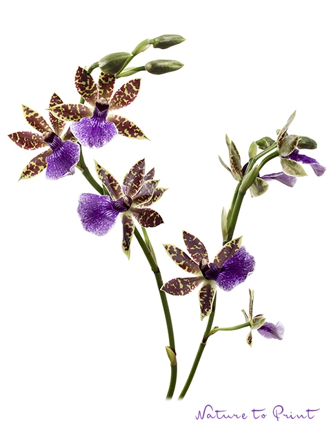 Blumenbild Duftende Orchidee Zygopetalum mit violetten Blüten, freigestellt auf Weiß