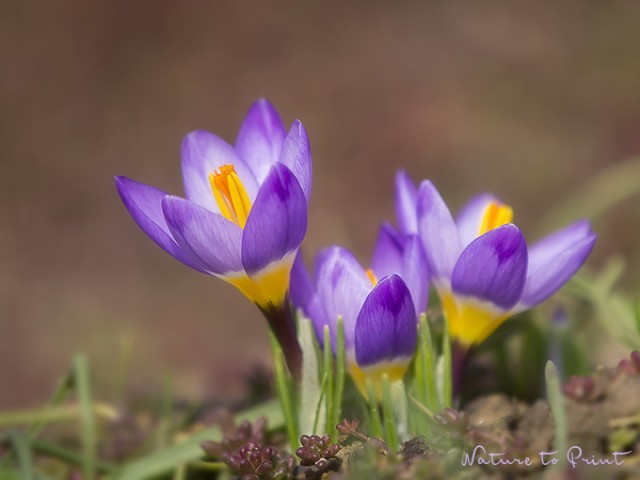 5-farbig gestreifte Krokusse im Gartenm Vorfrühlingsgarten