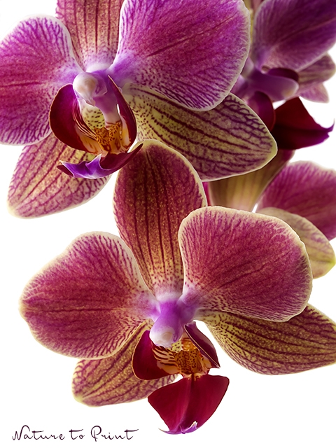 Schillernd schöne Nachtfalter-Orchidee