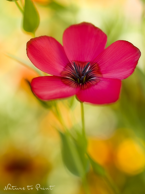 Roter Lein im bunten Blumenbeet, Sommerblumen aus der Dose