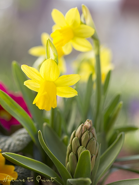 Blumenbild Frühling im Korb mit Narzissen und Hyazinthen