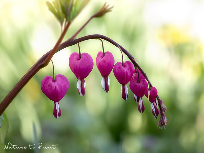 Blumenbild Tränendes Herz im Garten