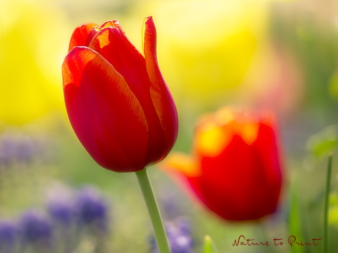 Rote Tulpen vor Sonnengelb | Blumenbild Rote Tulpe vor einem malerischen Foto-Hintergrund
