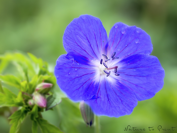 Blumenbild blauer Storchschnabel im Garten