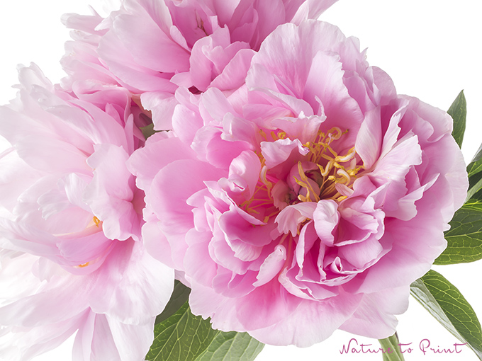 Itoh-Pfingstrose Lilly & Leo | Blumenbild Rosa Pfingsrosen, freigestellt auf Weiß