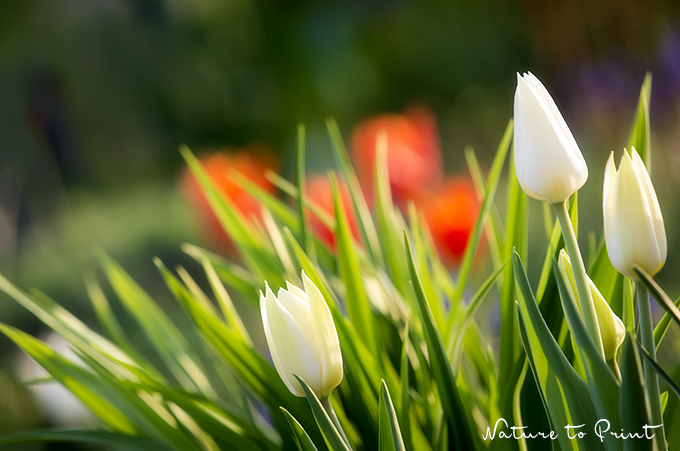 Blumenbild Weiße Tulpen im Nest