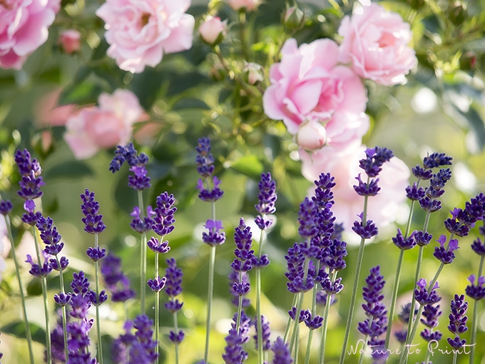 Blumenbild Rosen mit Lavendel. Eine leichte Sommerbrise mit Lavendelduft