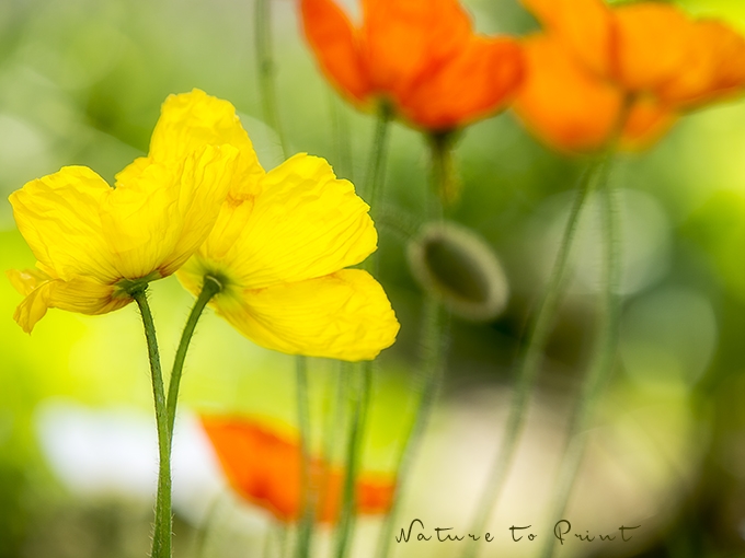 Blumenbild Muntere Poppys in sonnigen Farben