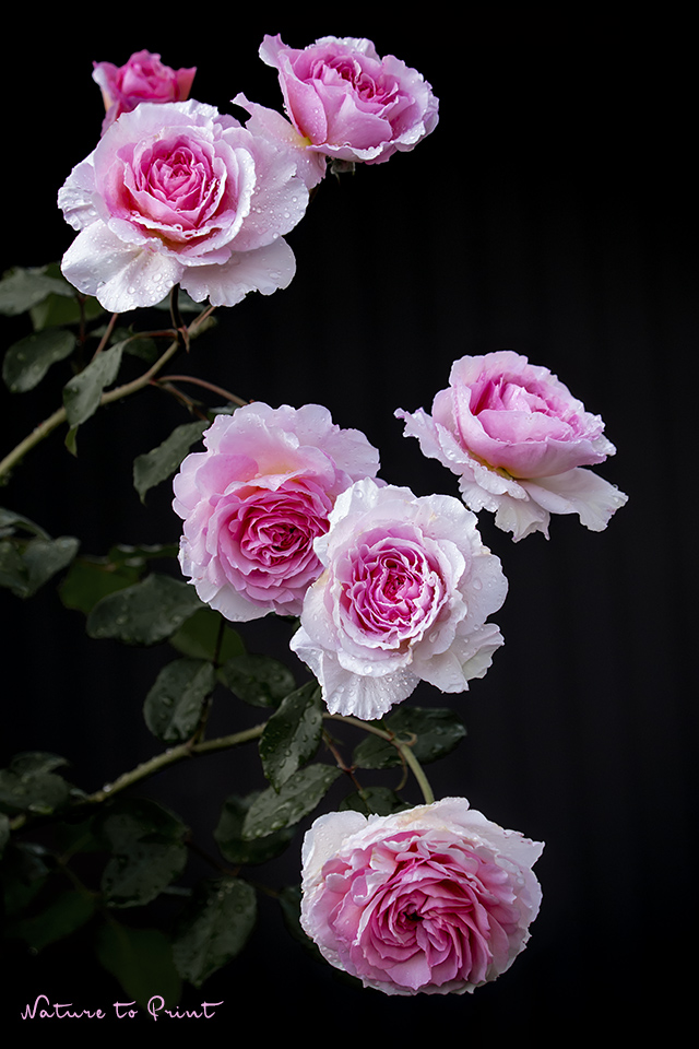 Rosenpflege im Herbst | Rosenbild Rosa James Galway Kletterrose mit regennassen Blüten