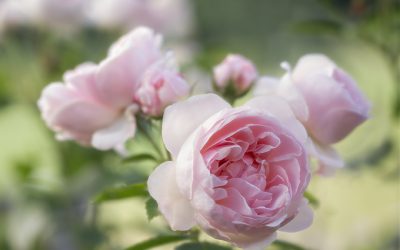 Rose Cinderella. Erinnerungen an einen Rosensommer.