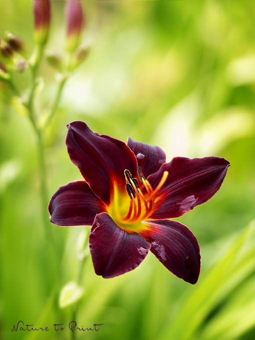 Blumenbild Taglilie Tan im Sommergarten